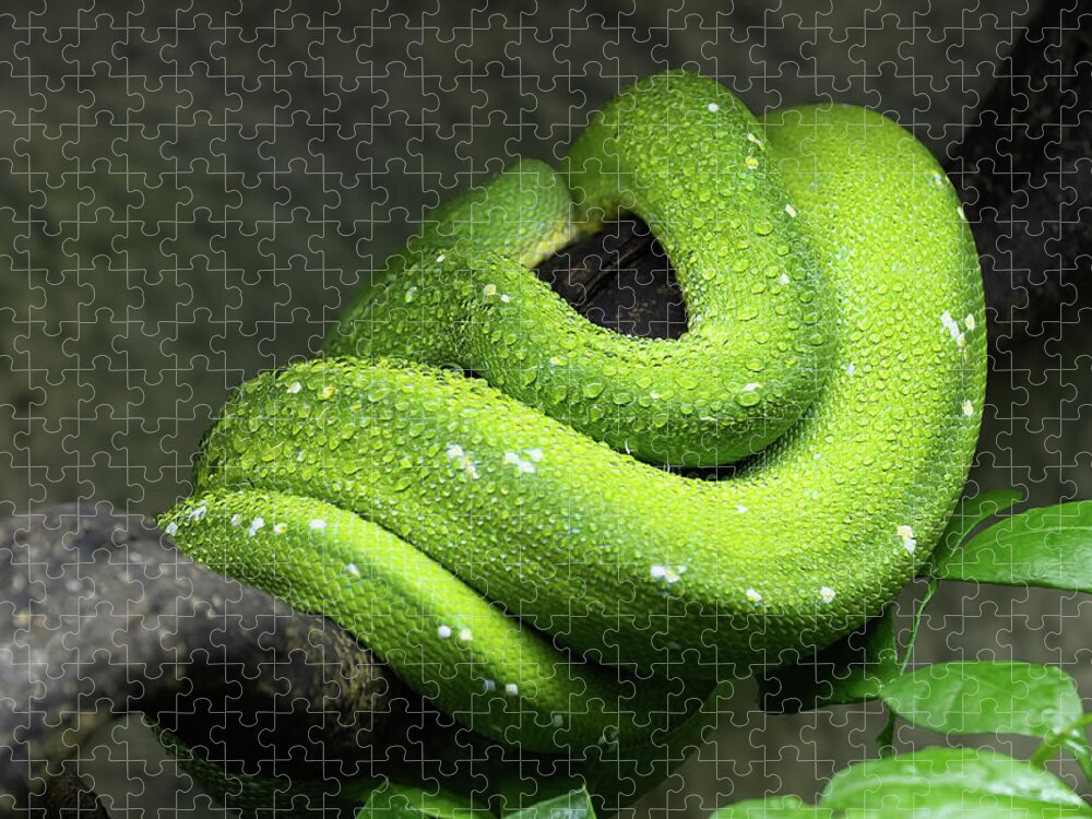 Green Jigsaw Puzzle featuring the photograph Green Tree Python Coiled Up On Branch by Artur Bogacki