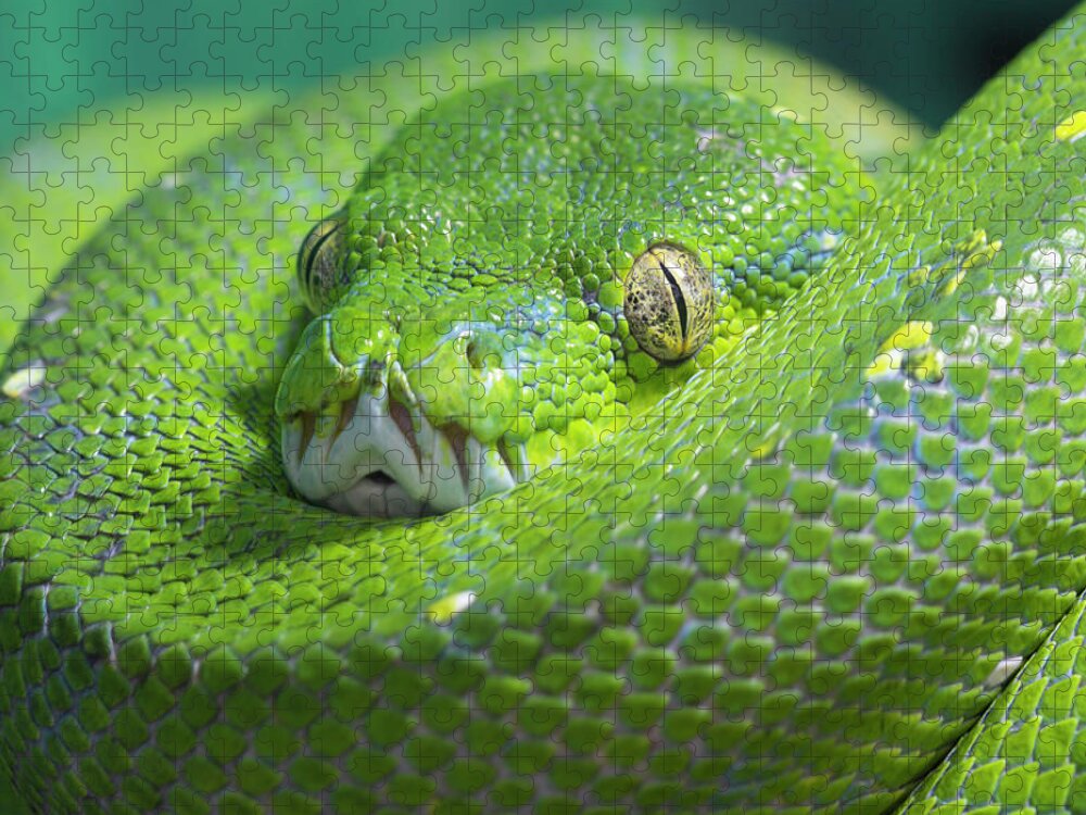 Python Jigsaw Puzzle featuring the photograph Green Tree Python by Steev Stamford