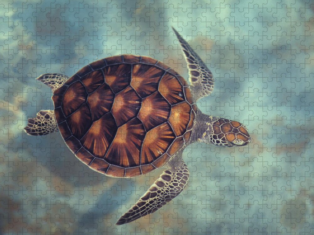 Animal Shell Jigsaw Puzzle featuring the photograph Green Turtle,chelonia Mydas, Java by Gerard Soury