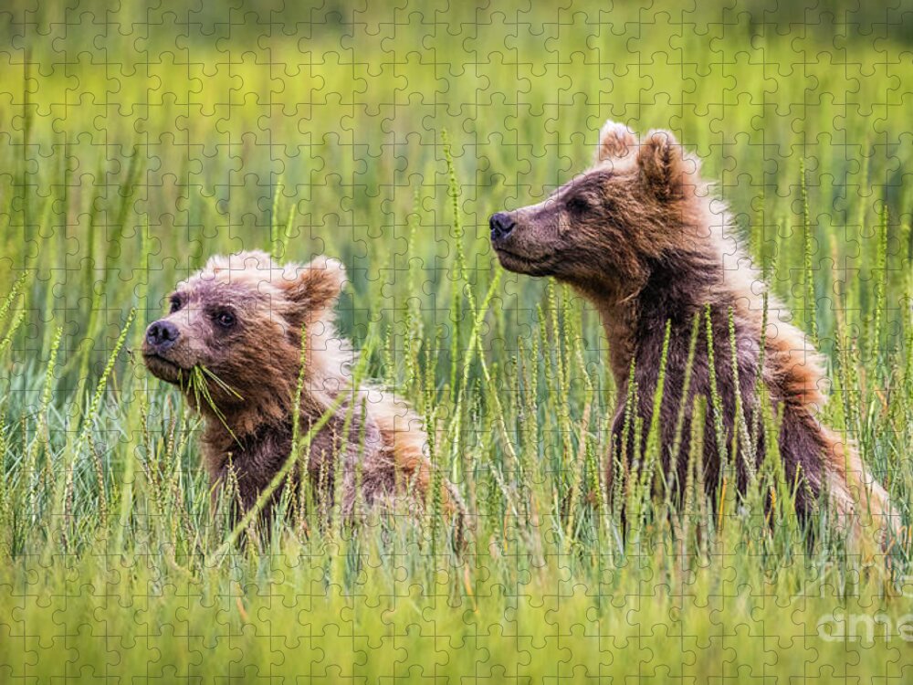 Grizzly Jigsaw Puzzle featuring the photograph Grizzly cubs by Lyl Dil Creations
