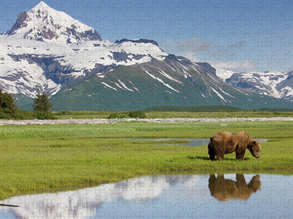Brown Bear Jigsaw Puzzle featuring the photograph Grizzly Bear, Katmai National Park by Paul Souders