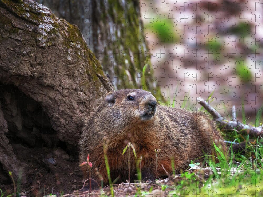 Groundhog Jigsaw Puzzle featuring the photograph Groundhog by Susan Rissi Tregoning