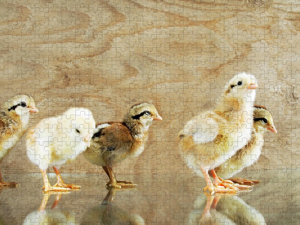 Animal Themes Jigsaw Puzzle featuring the photograph Group Of Baby Chickenschicks by Pete Starman