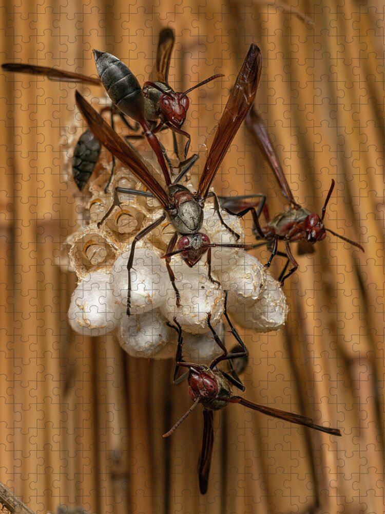 Animal Jigsaw Puzzle featuring the photograph Group Of Paper Wasps Guarding Their Nest, Katavi National by Roman Willi / Naturepl.com