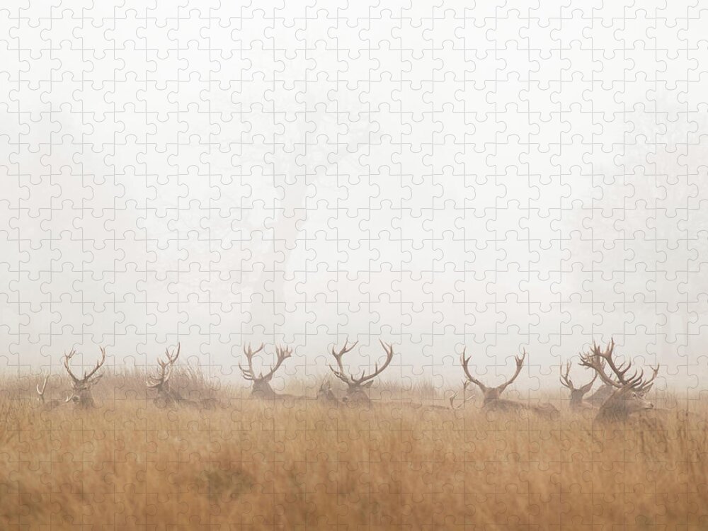 Grass Jigsaw Puzzle featuring the photograph Group Of Stag Deer Resting In Foggy Park by Beholdingeye