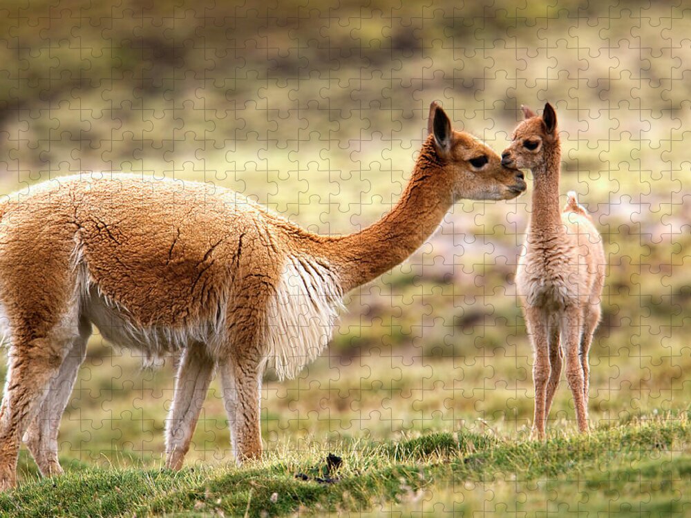 Vertebrate Jigsaw Puzzle featuring the photograph Guanaco, Cria, Lauca National Park by Mint Images/ Art Wolfe