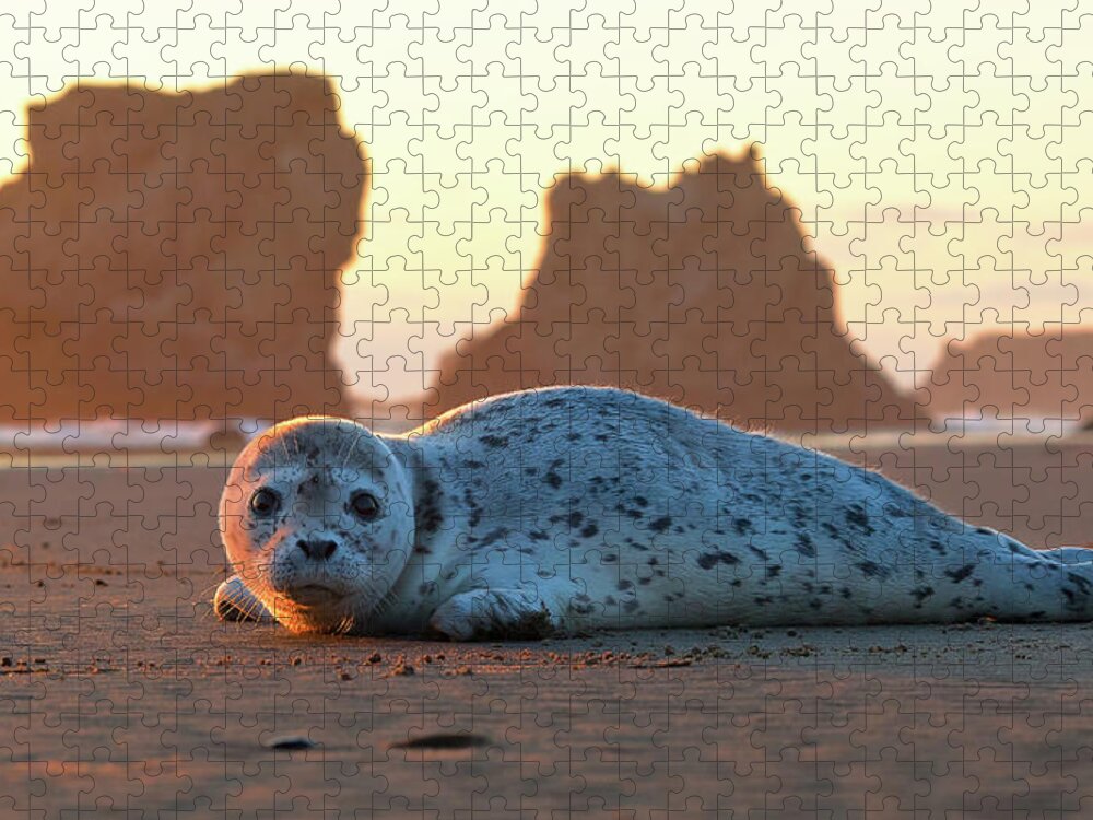 Animal Themes Jigsaw Puzzle featuring the photograph Harbor Seal Pup At Sunset by Jeremy Cram Photography