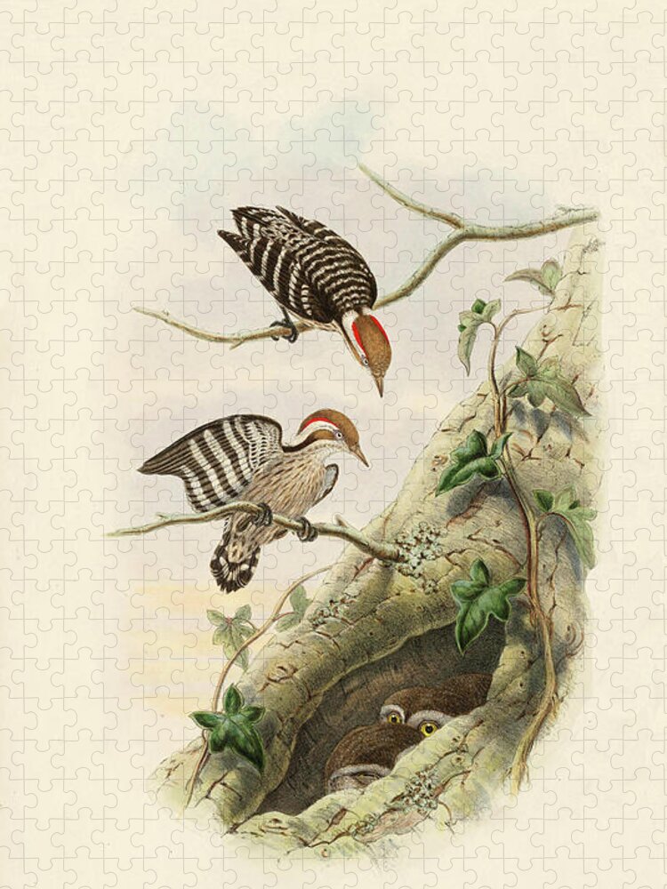 Woodpecker Jigsaw Puzzle featuring the painting Hardwick's Pygmy Woodpecker by John Gould
