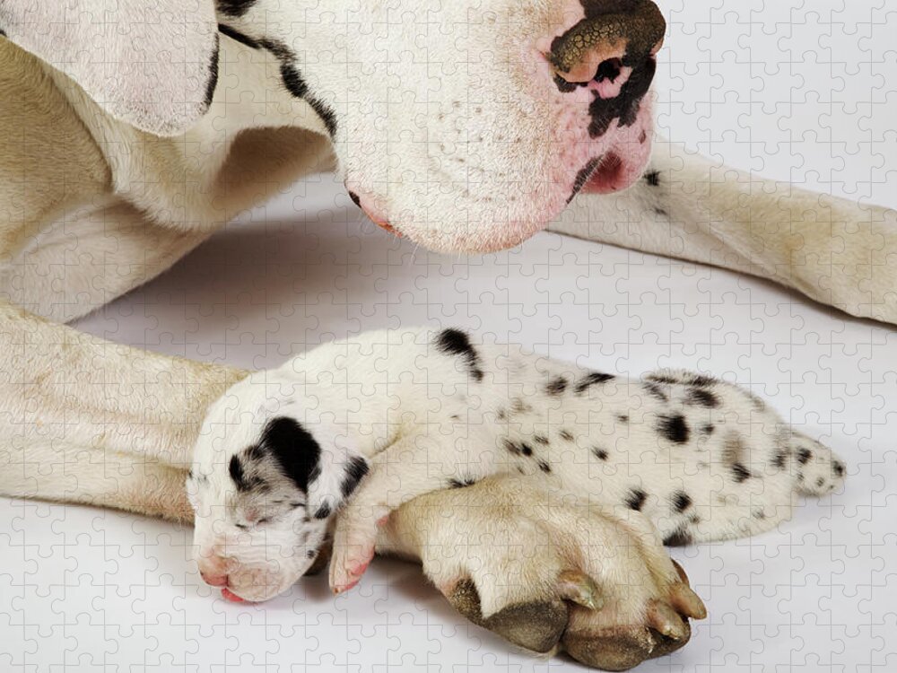 Pets Jigsaw Puzzle featuring the photograph Harlequin Great Dane Puppy Sleeping On by Martin Harvey