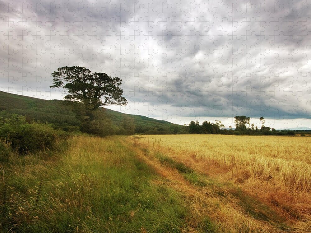 Tranquility Jigsaw Puzzle featuring the photograph Hay Field With Tree by The Edge Digital Photography