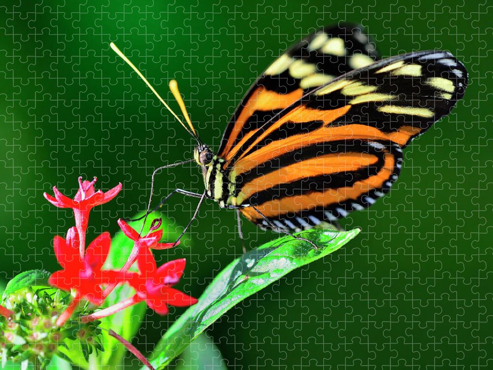 Animal Themes Jigsaw Puzzle featuring the photograph Heliconius Istmenius Feeding On Pentas by Lasting Image By Pedro Lastra