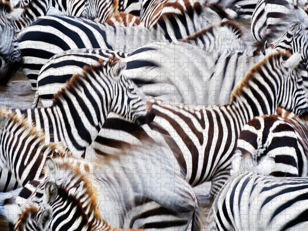 Plains Zebra Jigsaw Puzzle featuring the photograph Herd Of Burchells Zebras by Mike Hill