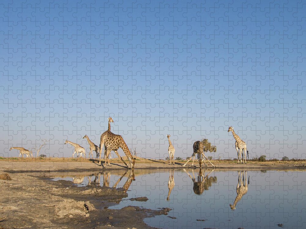 Scenics Jigsaw Puzzle featuring the photograph Herd Of Giraffe At Water Hole, Botswana by Paul Souders