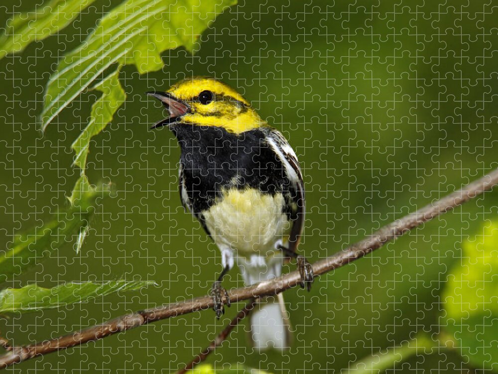 American Bird Jigsaw Puzzle featuring the photograph Hermit Warbler by James Zipp