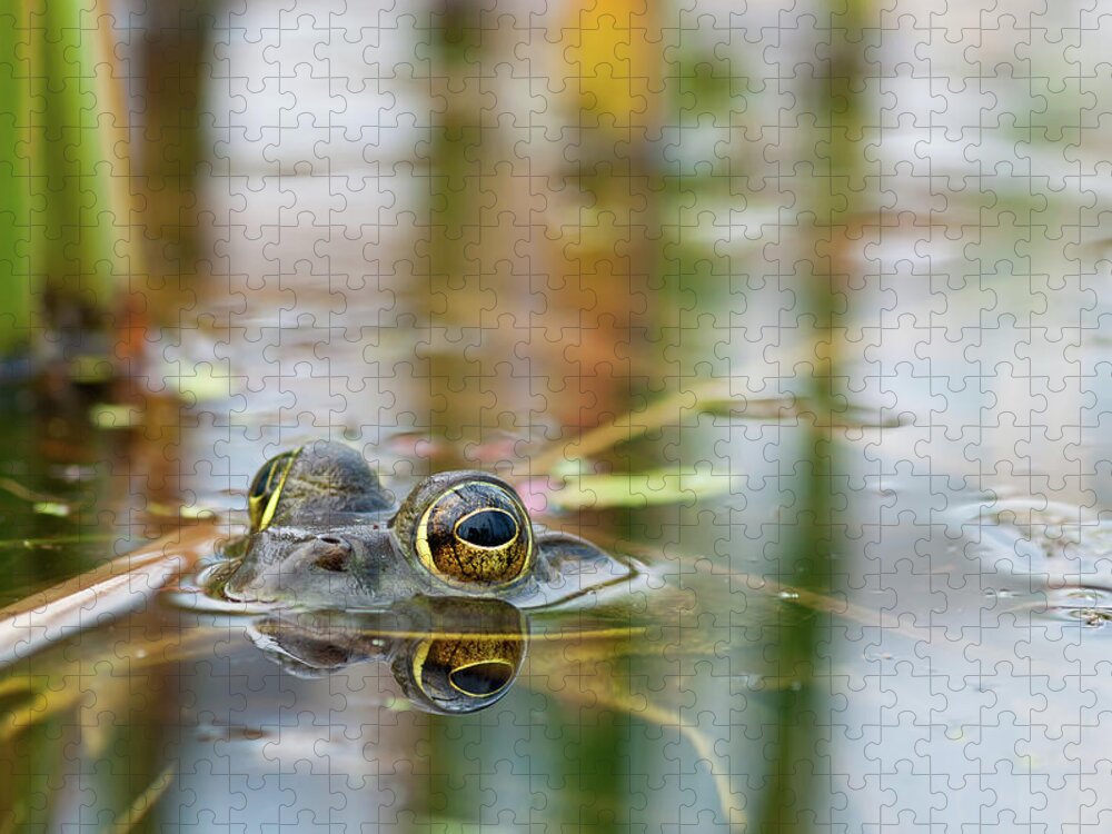 Hiding Jigsaw Puzzle featuring the photograph Hiding Frog by Michal Cialowicz