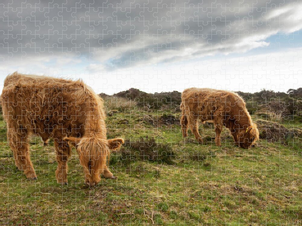 Animal Jigsaw Puzzle featuring the photograph Highland Cattle feeding at Baslow Edge by Scott Lyons