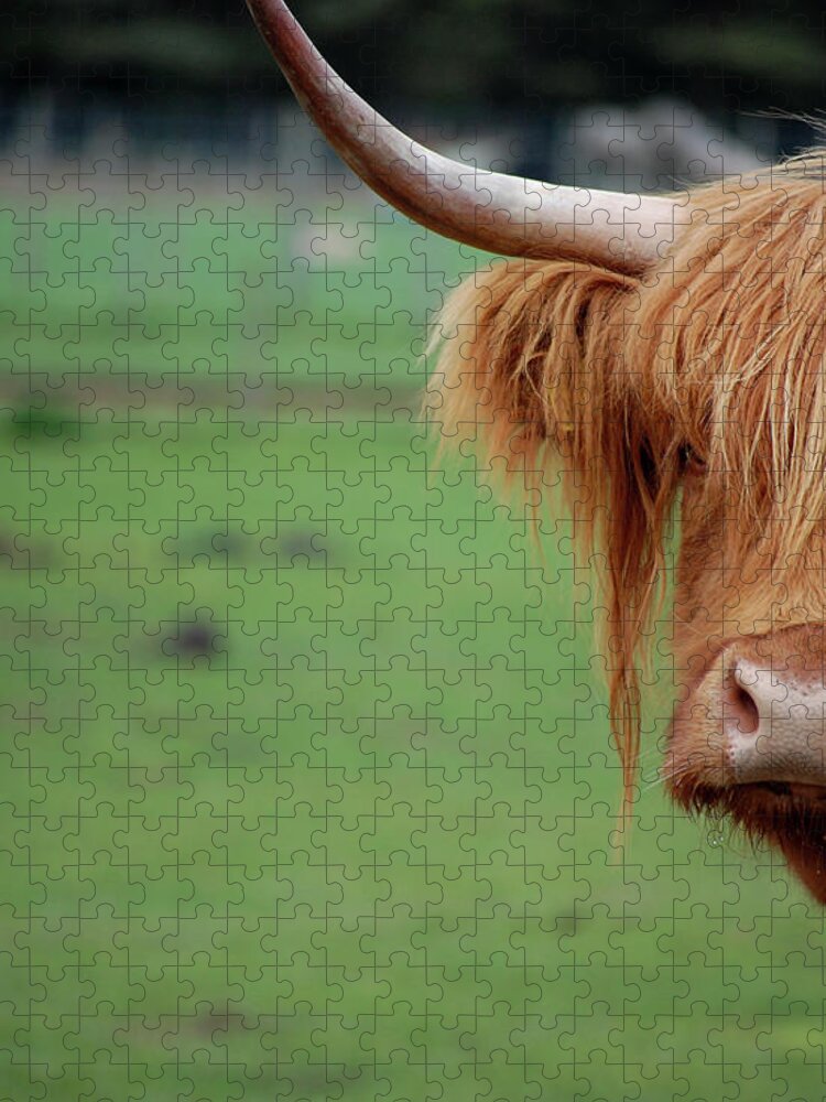 Horned Jigsaw Puzzle featuring the photograph Highland Cow by Johncairns
