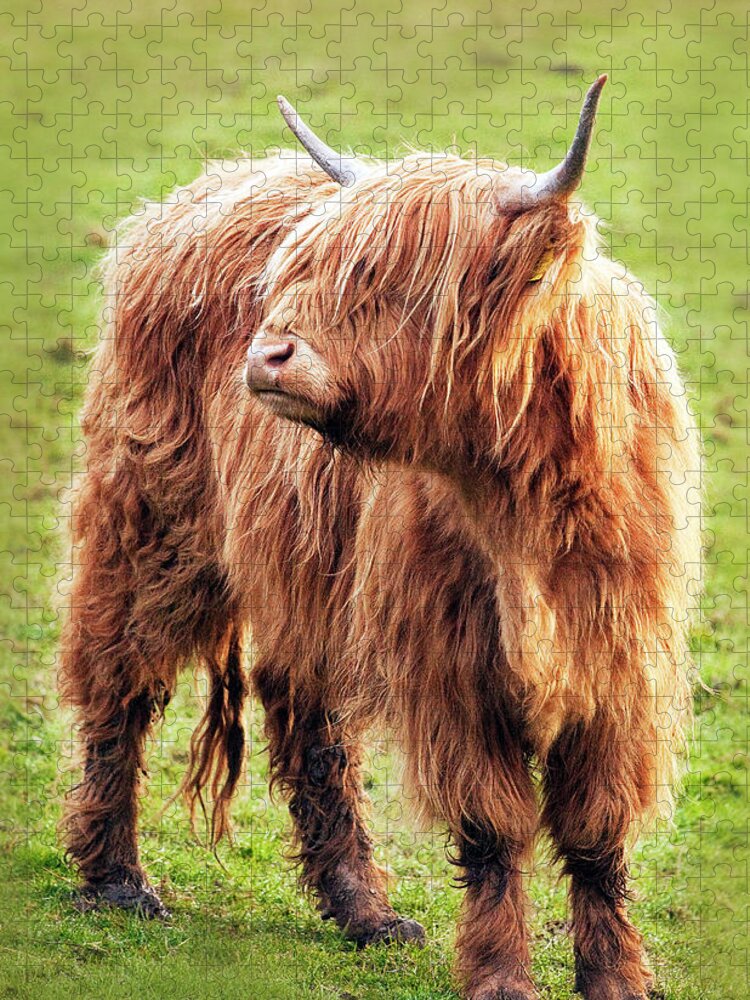 Horned Jigsaw Puzzle featuring the photograph Highland Cow by Ray Bradshaw