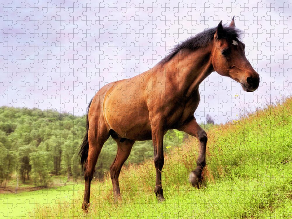 Horse Jigsaw Puzzle featuring the photograph Highland Steed - horse - pony by Jason Politte