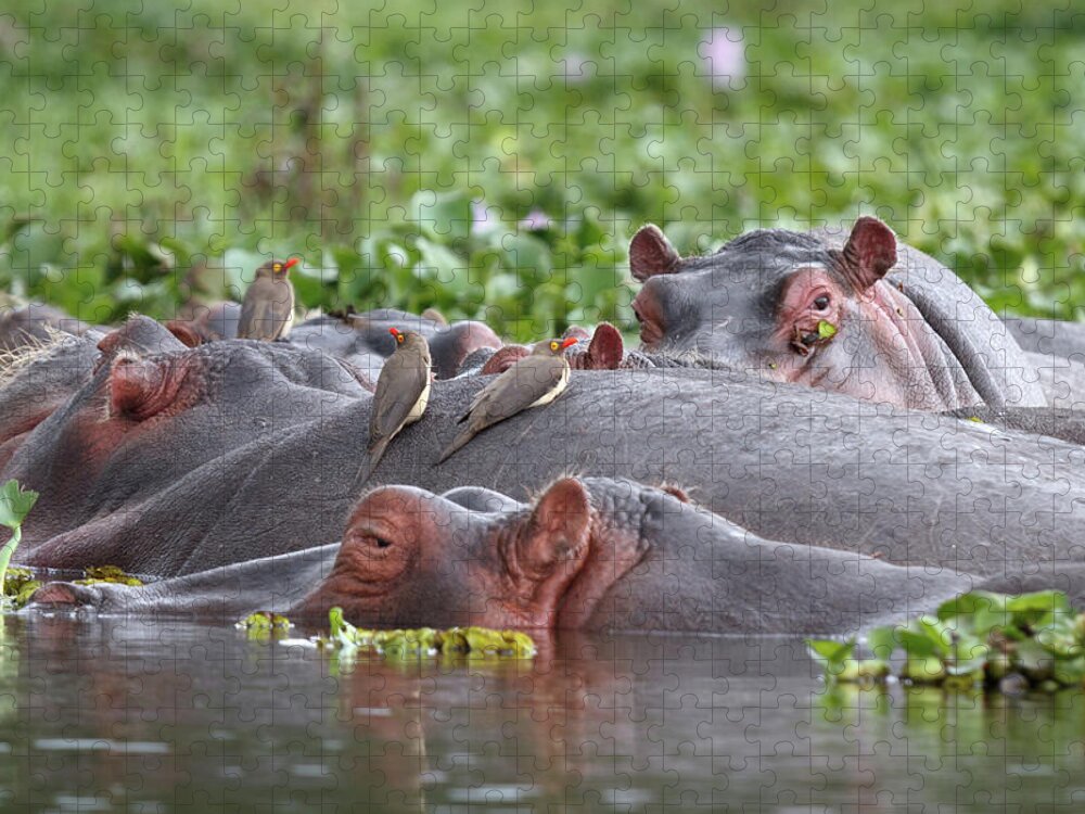 Kenya Jigsaw Puzzle featuring the photograph Hippos And Oxpecker Birds In Lake by Richmatts