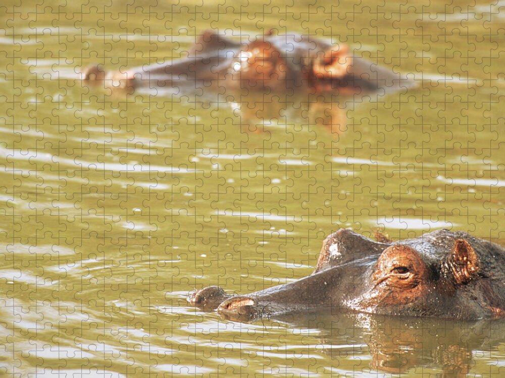 Kenya Jigsaw Puzzle featuring the photograph Hippos Bathing by James Warwick