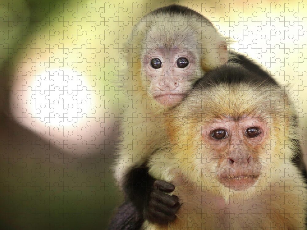 Monkey Jigsaw Puzzle featuring the photograph Hitching A Ride by Brian Gustafson