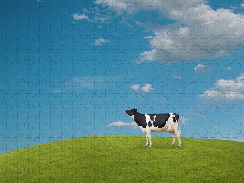 Tranquility Jigsaw Puzzle featuring the photograph Holstein Dairy Cow by John Lund
