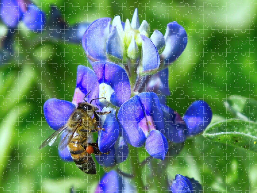 Bee Jigsaw Puzzle featuring the photograph Honeybee on Bluebonnet by Ty Husak