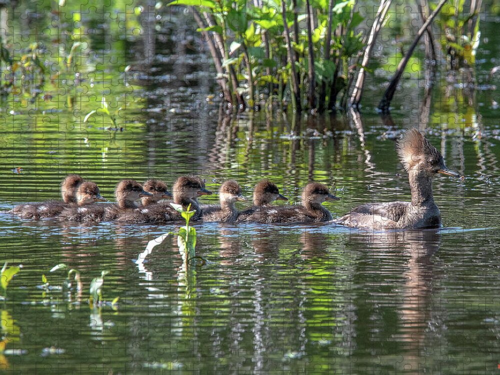 Nature Jigsaw Puzzle featuring the photograph Hooded Merganser and Her Ducklings DWF0200 by Gerry Gantt