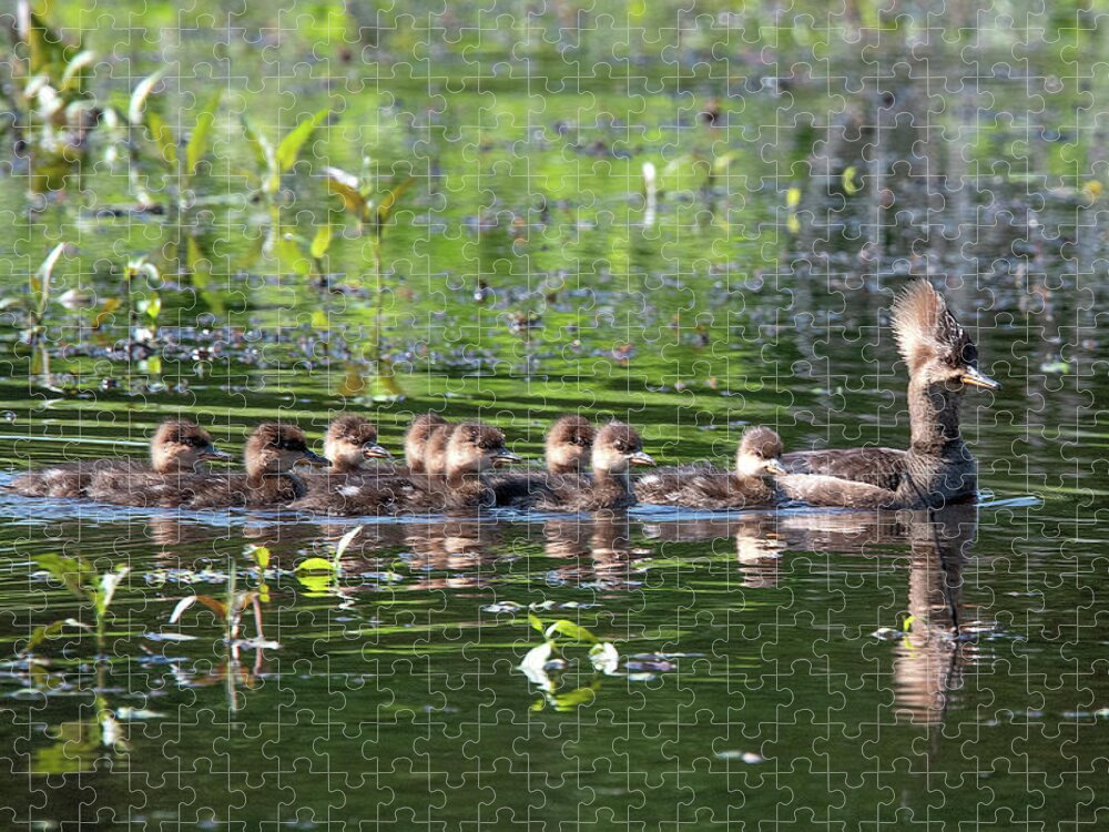 Nature Jigsaw Puzzle featuring the photograph Hooded Merganser and Her Ducklings DWF0202 by Gerry Gantt