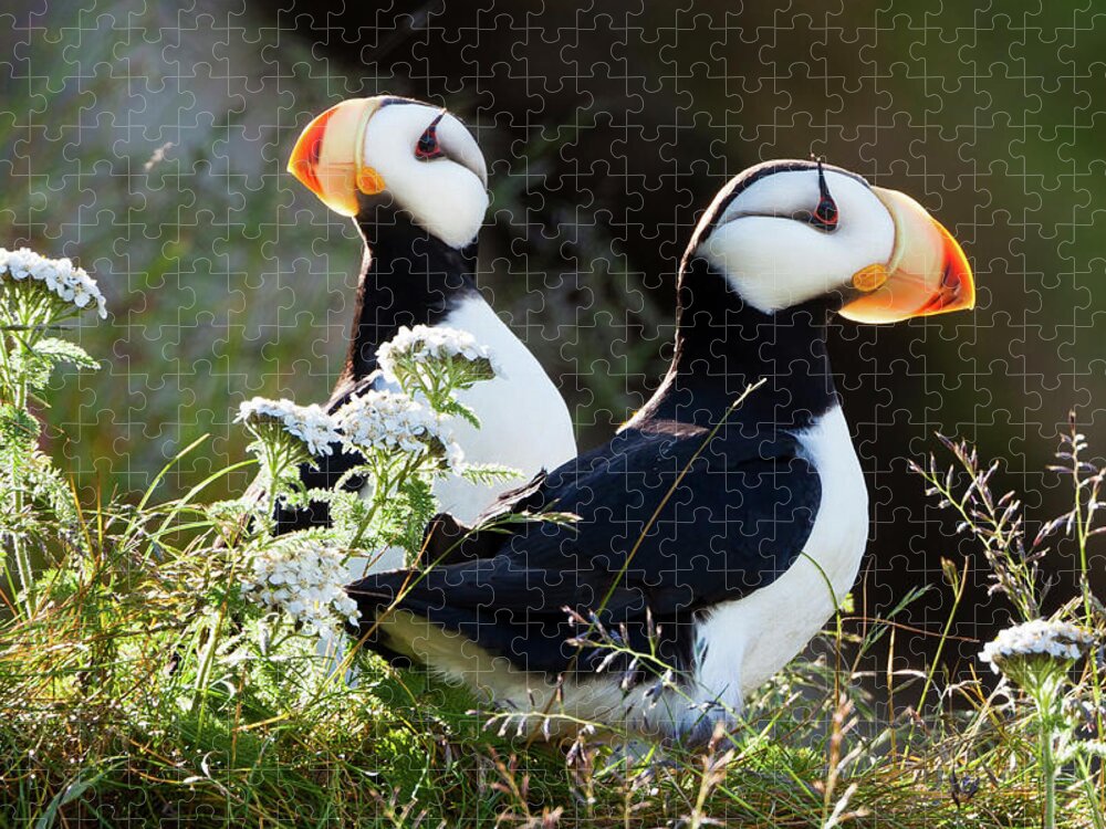 Vertebrate Jigsaw Puzzle featuring the photograph Horned Puffins, Lake Clark National by Mint Images/ Art Wolfe