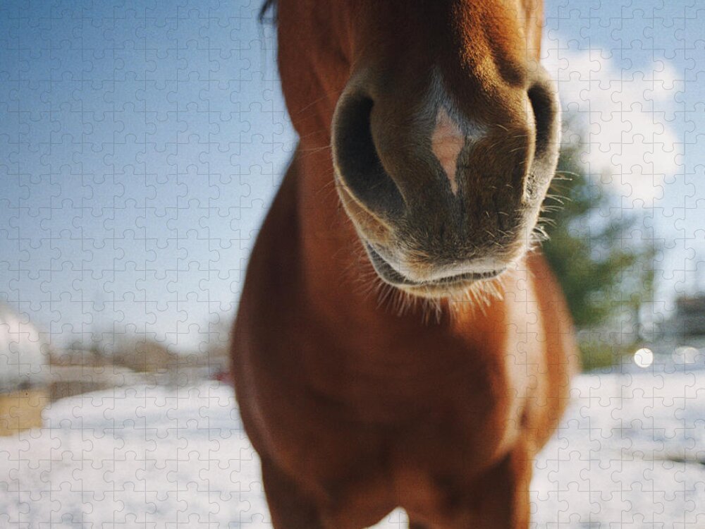 Horse Jigsaw Puzzle featuring the photograph Horse In Snowy Pasture by Danielle D. Hughson