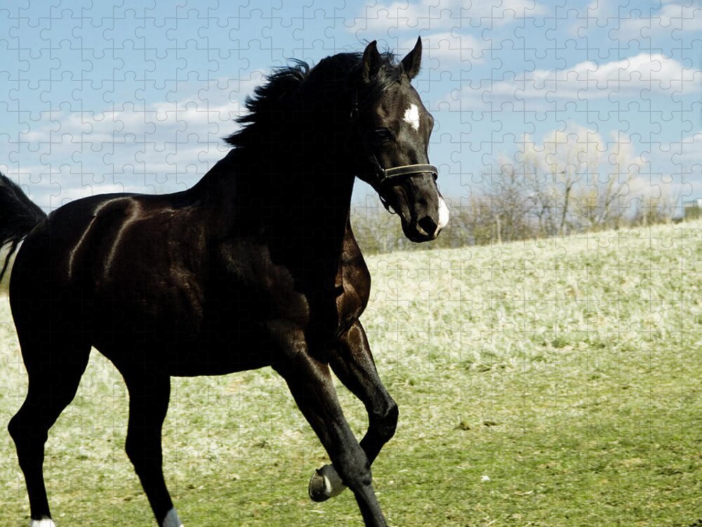Horse Jigsaw Puzzle featuring the photograph Horse On A Meadow by Pixalot