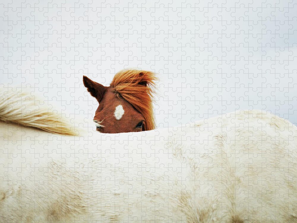 Animal Themes Jigsaw Puzzle featuring the photograph Horses by Markus Renner