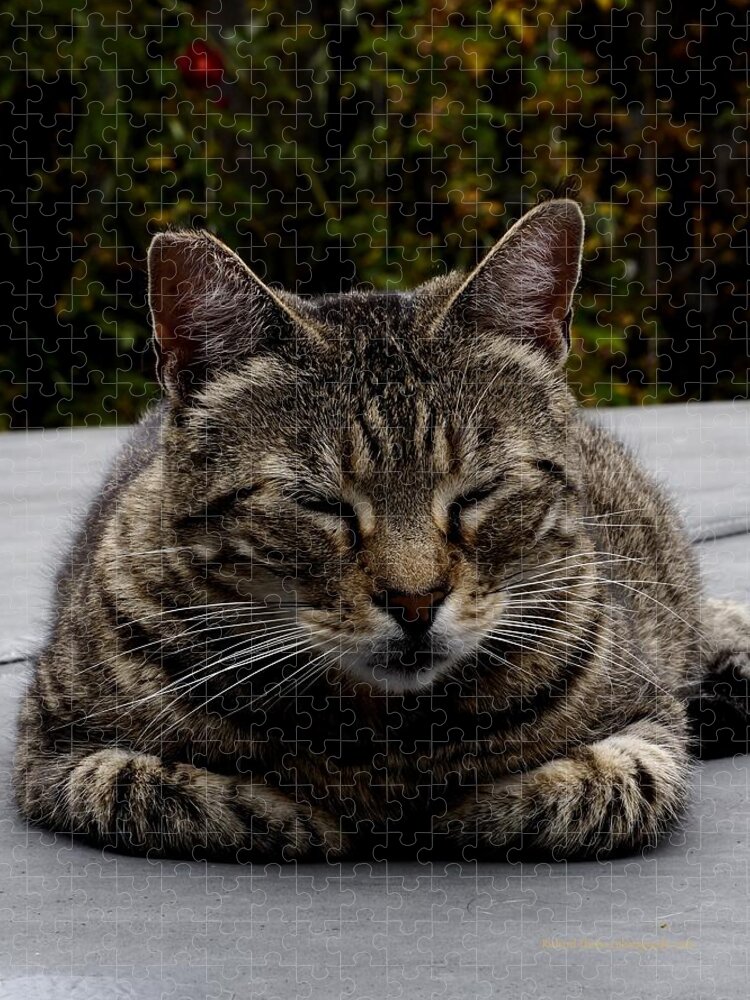 Animal Jigsaw Puzzle featuring the photograph Hot Tub Cat by Richard Thomas