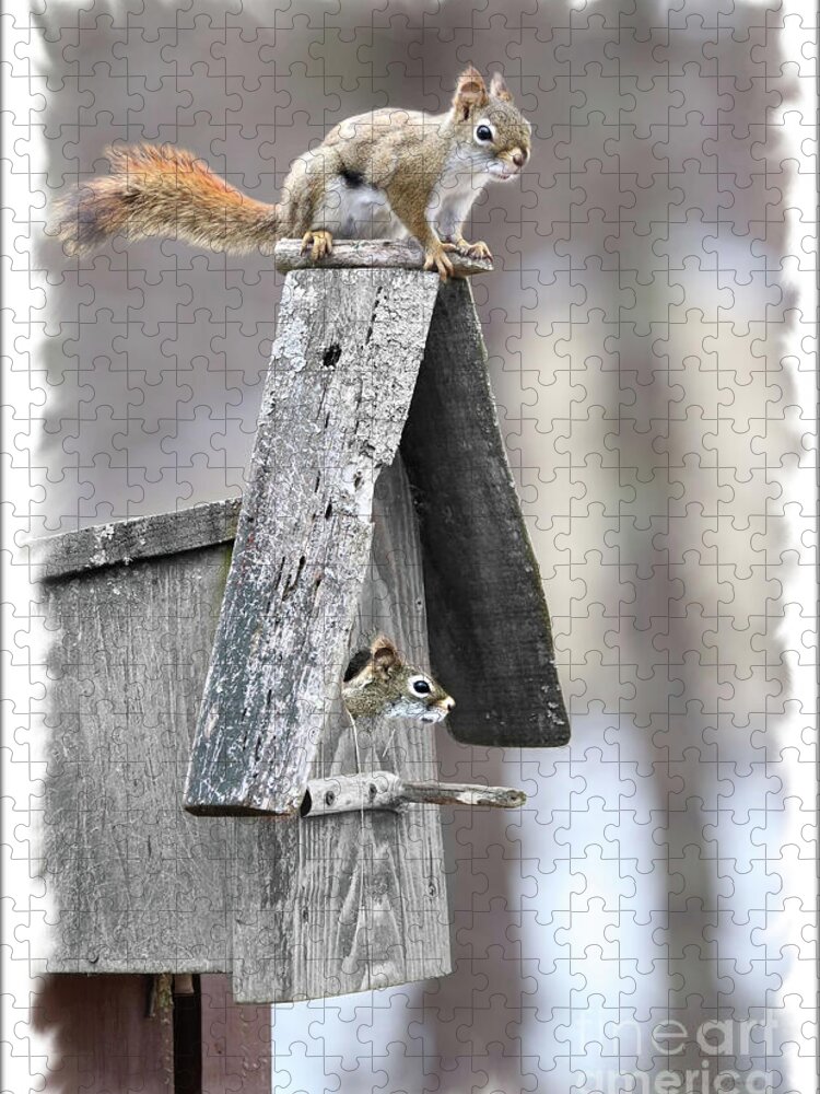 Red Squirrel Jigsaw Puzzle featuring the photograph House Hunting Red Squirrels by Sandra Huston