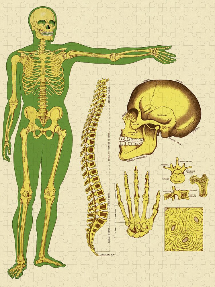 Anatomical Jigsaw Puzzle featuring the drawing Human Skeleton Bones by CSA Images