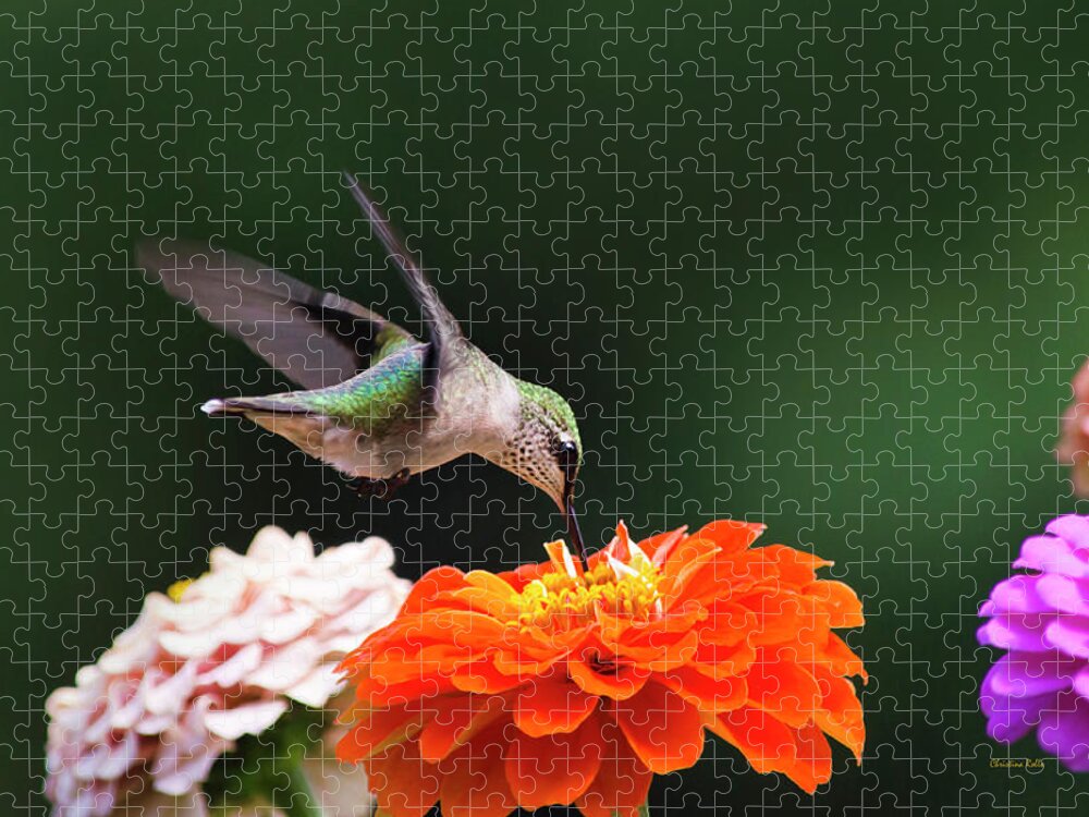 Hummingbird Jigsaw Puzzle featuring the photograph Hummingbird in Flight with Orange Zinnia Flower by Christina Rollo