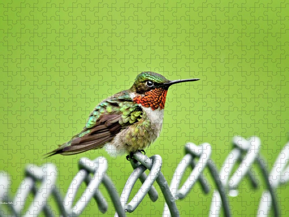 Bird Jigsaw Puzzle featuring the photograph Hummingbird on a Fence by Christina Rollo