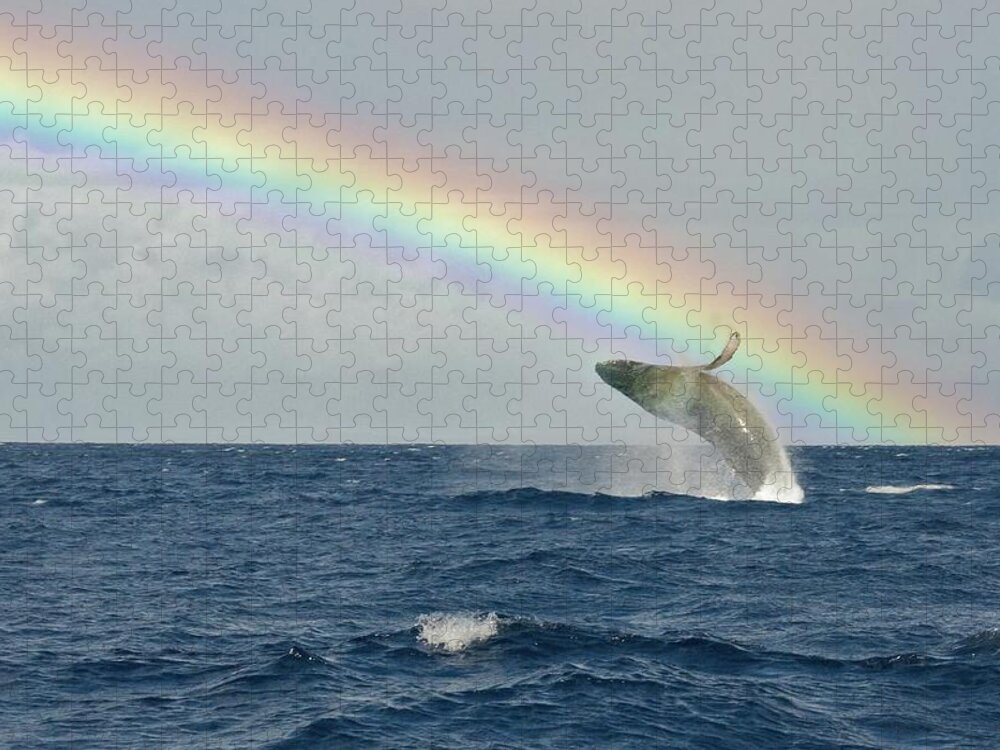 Lahaina Puzzle featuring the photograph Humpback Whale Rainbow Breach by Share Your Experiences