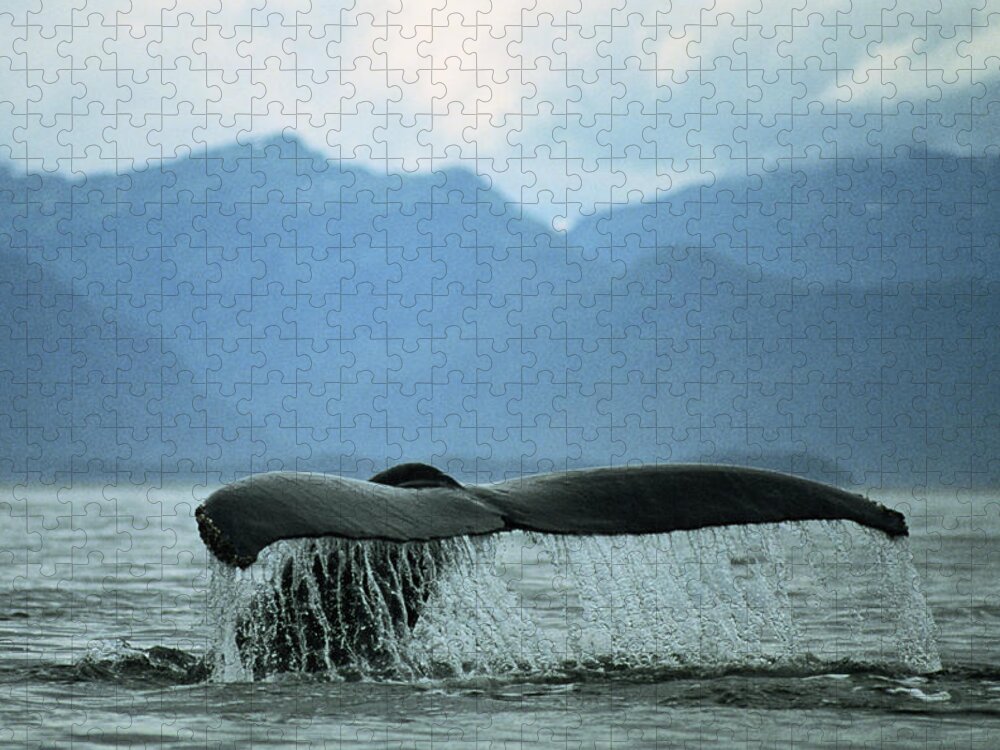 Diving Into Water Puzzle featuring the photograph Humpback Whale Sounding by James Gritz
