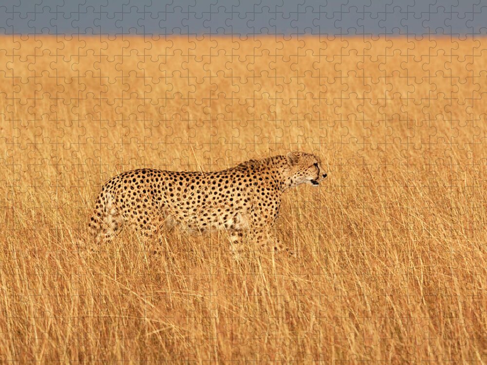 Scenics Jigsaw Puzzle featuring the photograph Hunting Cheetah by Wldavies