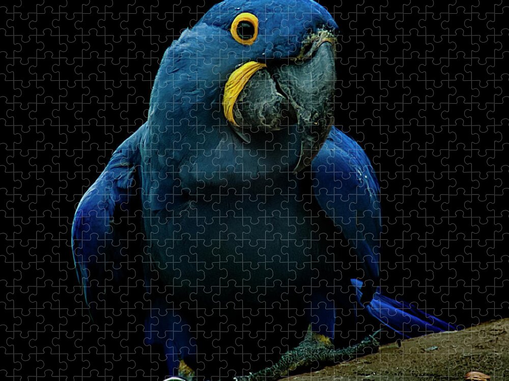 Macaw Jigsaw Puzzle featuring the photograph Hyacinth Macaw by Photo By Steve Wilson