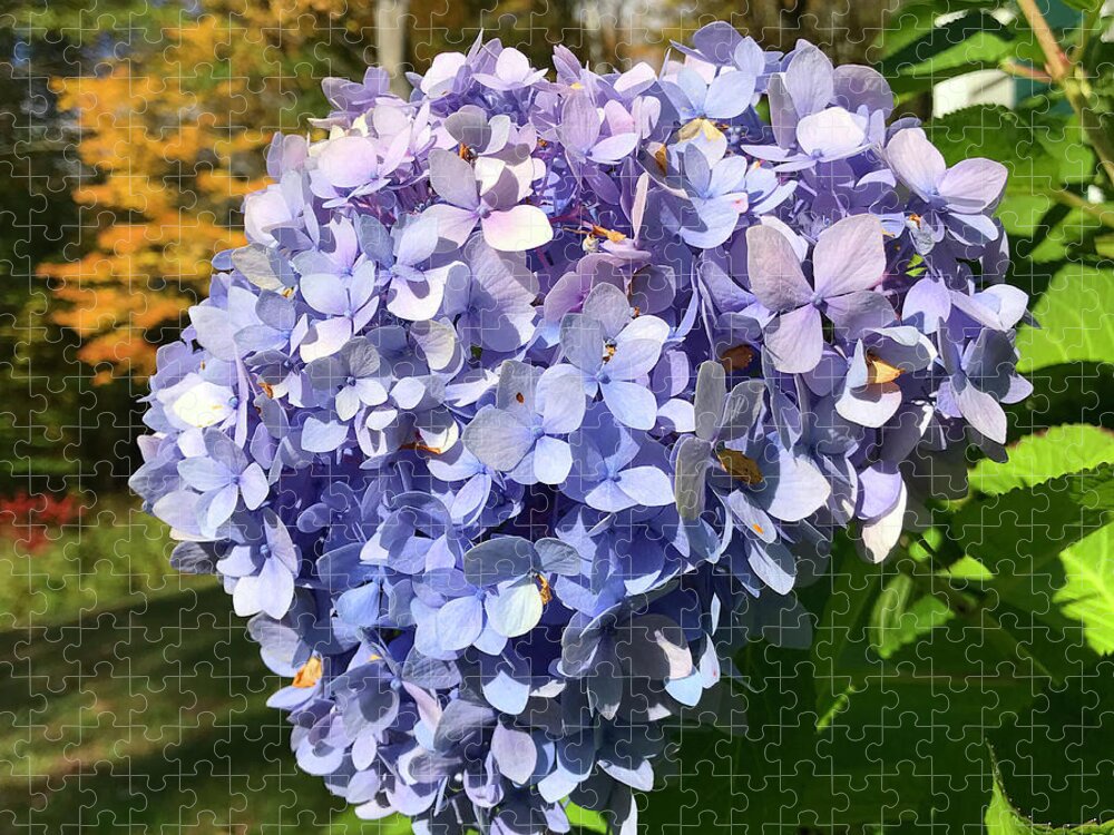 Hydrangea Jigsaw Puzzle featuring the photograph Hydrangea 7 by Amy E Fraser