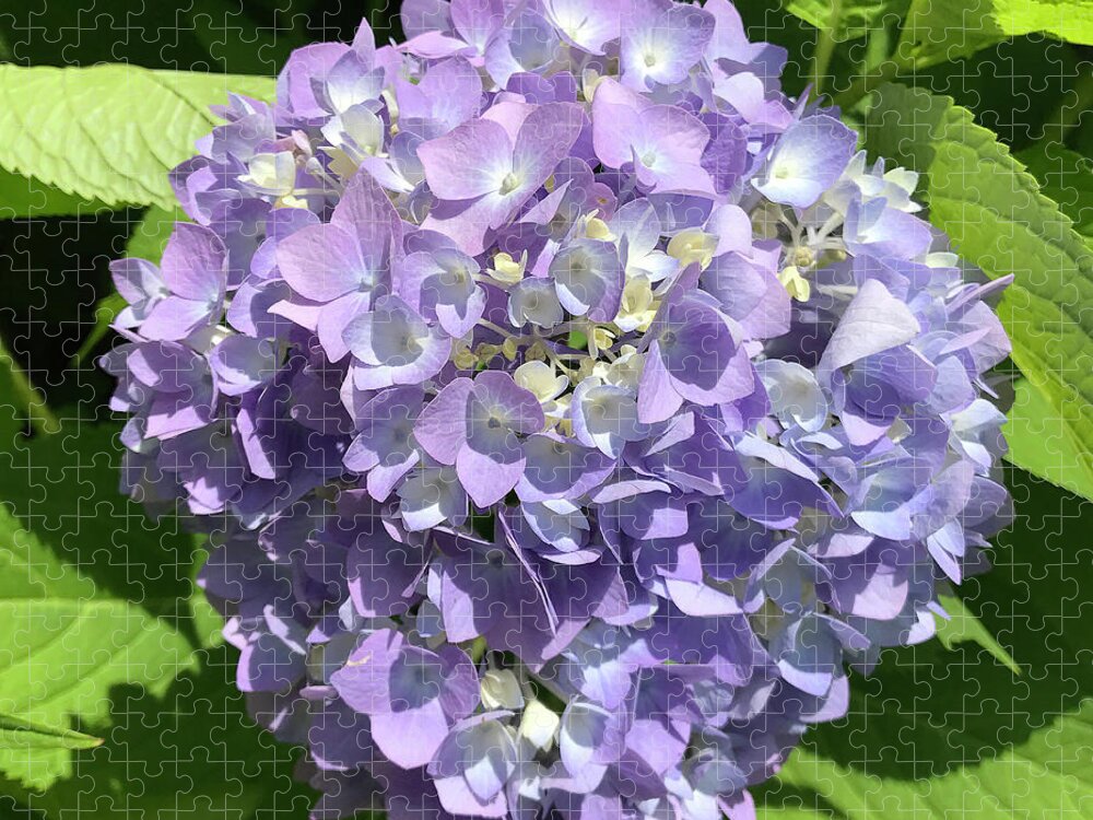 Hydrangea Jigsaw Puzzle featuring the photograph Hydrangea 8 by Amy E Fraser