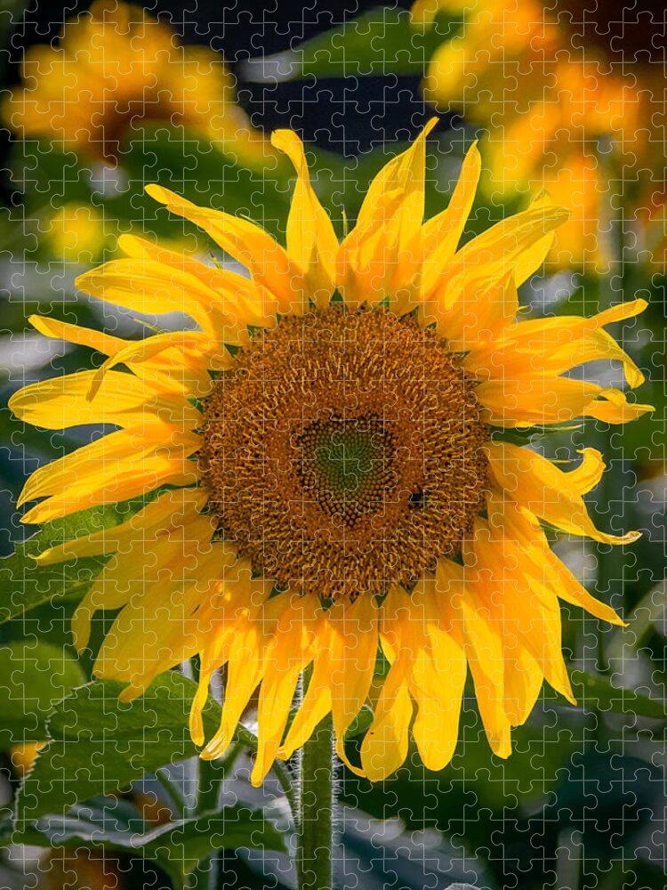 Heart Jigsaw Puzzle featuring the photograph I Heart Sunflowers by Linda Bonaccorsi