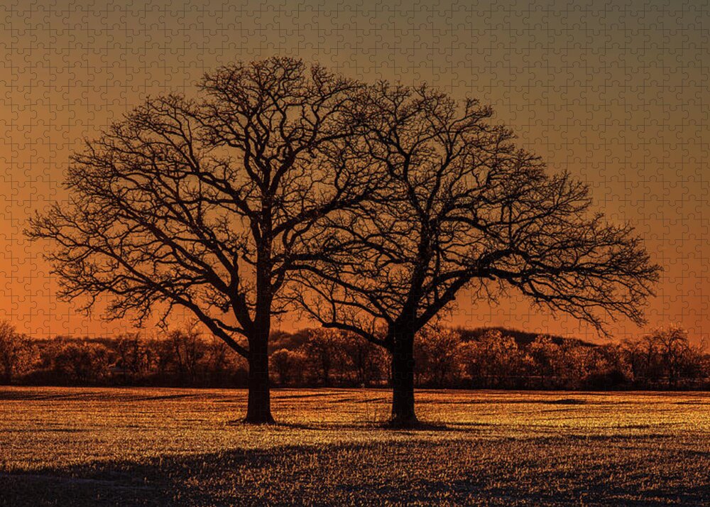 Oak Tree Twin Ice Glazed Coated Sparkle Diamond Sun Sunset Stubble Field Golden Yellow Wi Wisconsin Dane County Winter Cold High Resolution Large Image Farm Frozen Winter Snow Jigsaw Puzzle featuring the photograph Ice-Glazed Twin Oaks and stubble field near Oregon WI backlit at sunset by Peter Herman