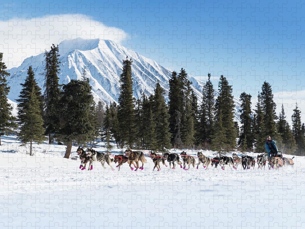 Alaska Sled Dogs Jigsaw Puzzle featuring the photograph Iditarod - The Last Great Race by Scott Slone