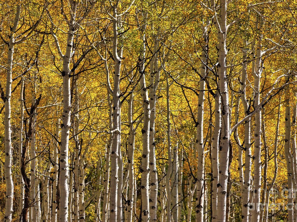 Colorado Jigsaw Puzzle featuring the photograph In The Thick Of Aspen by Doug Sturgess