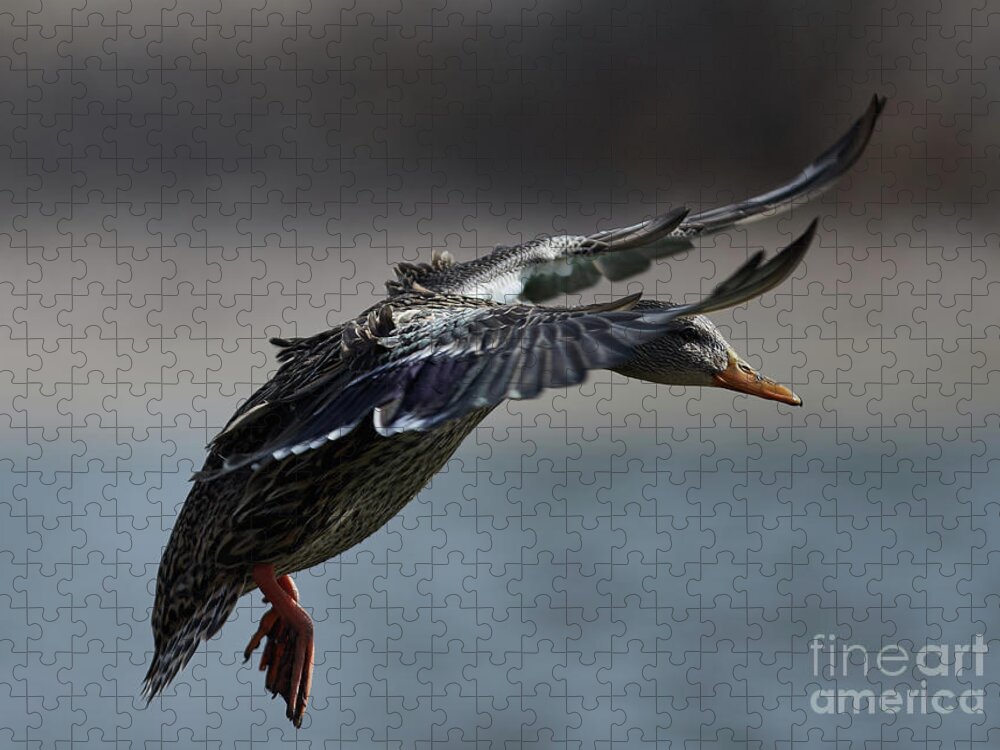 Ducks Jigsaw Puzzle featuring the photograph Incoming by Robert WK Clark